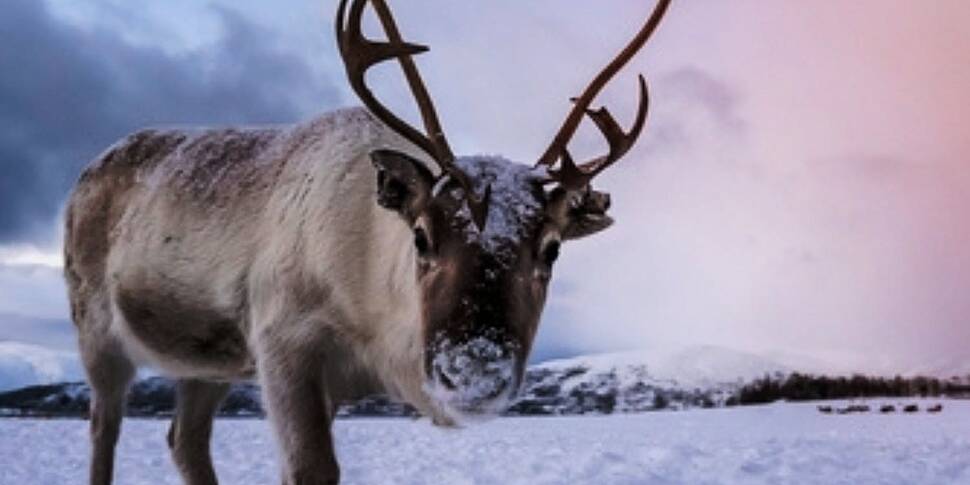 How reindeer chew their food w...