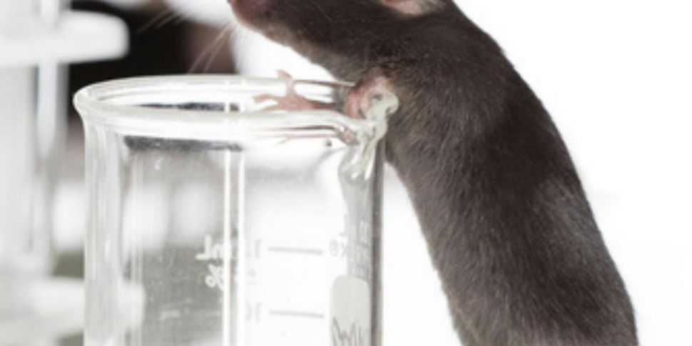 Should we ban animal testing?