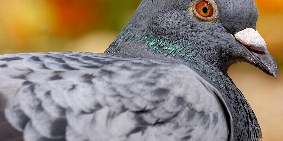 Suspected Chinese spy pigeon r...