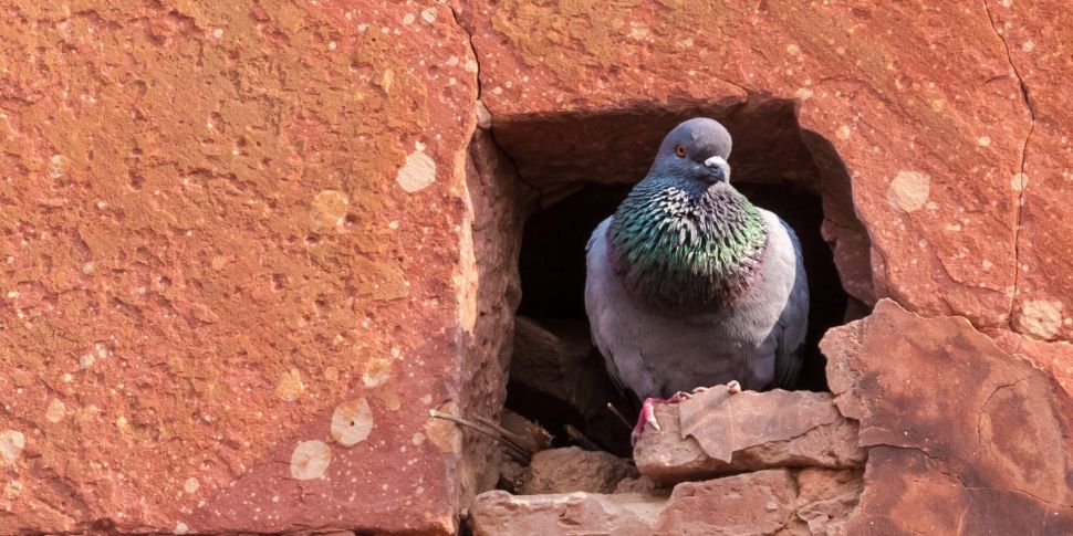 Pigeon arrested accused of 'sp...