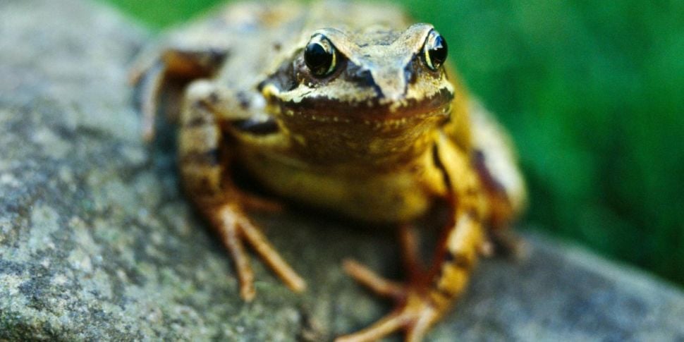Frog Mating Season: 'Male frog...