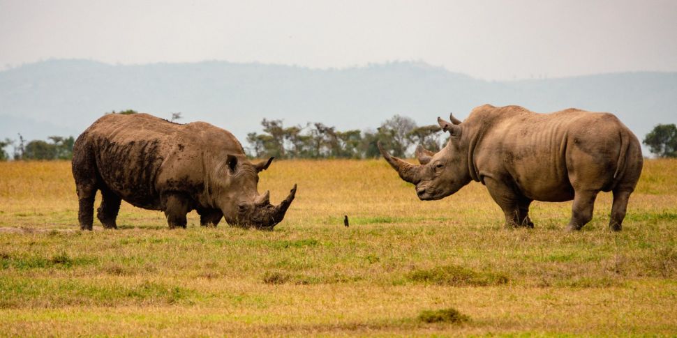Just two Northern White Rhinos...