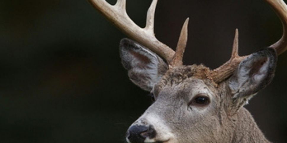 Open season for Deer Hunting h...