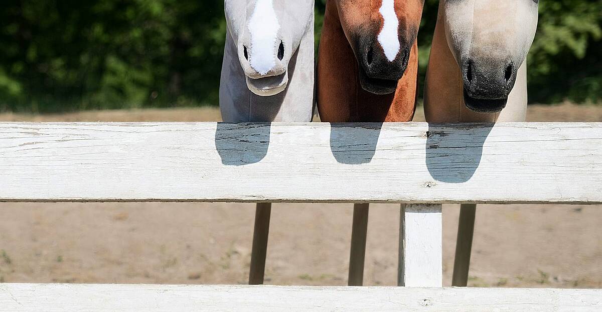 The Finland hobbyhorse Championships | Newstalk