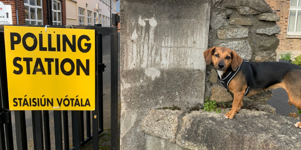 Dogs at polling stations: Pets...