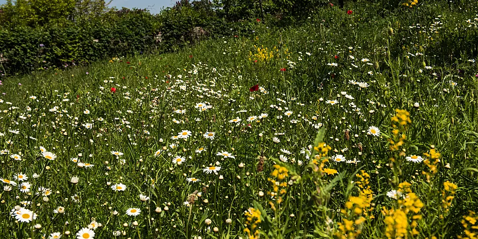 Rewilding: ‘We have to embrace...