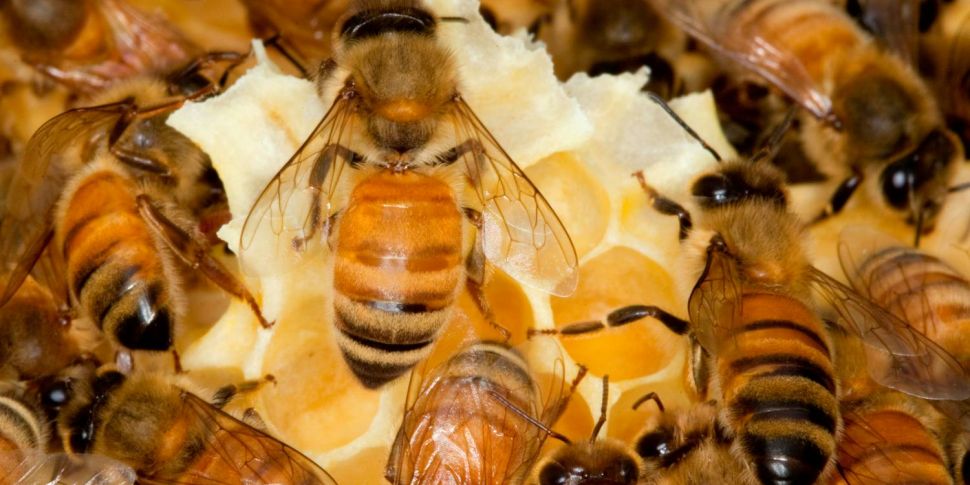 Industry Review: Beekeepers