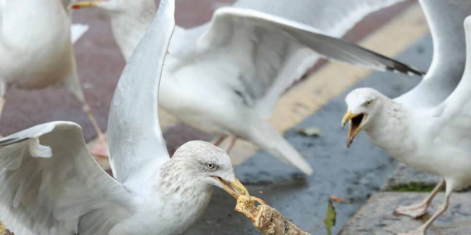 Seagulls: Friend or Foe?