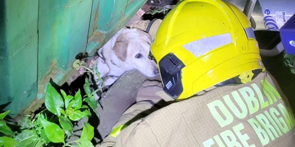 Dog rescued after being trappe...