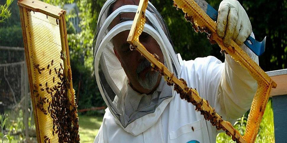 How I Live Well: Beekeeping