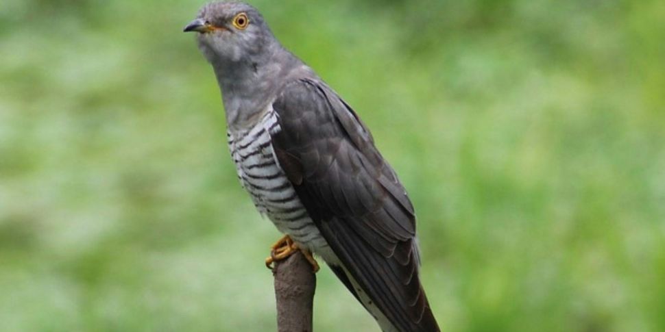 The Cuckoo Tracking Project