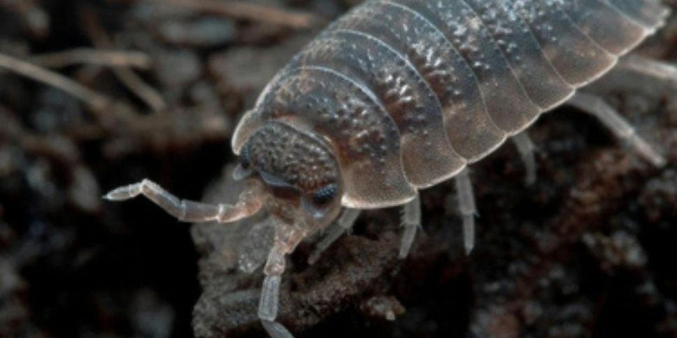 Could woodlouse have a role in...