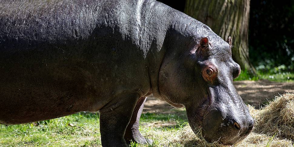 Dublin Zoo announces death of...