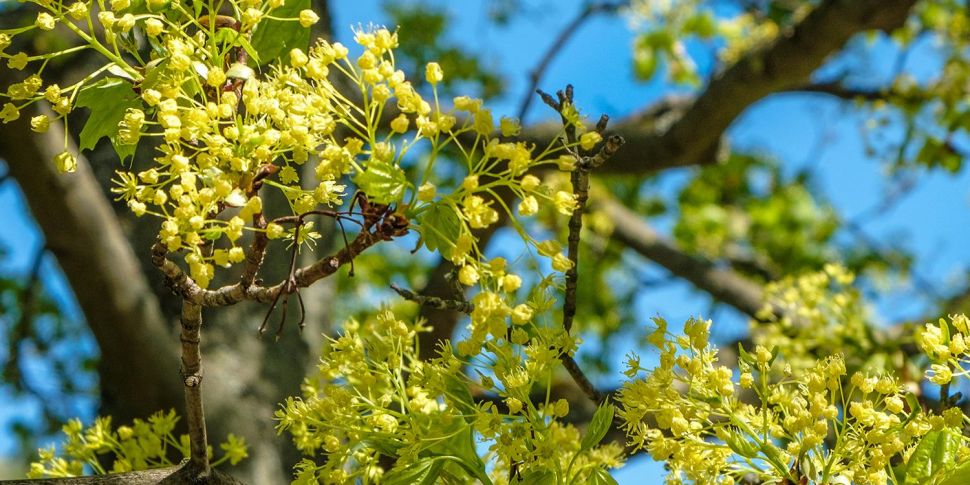 How can we combat hay fever?