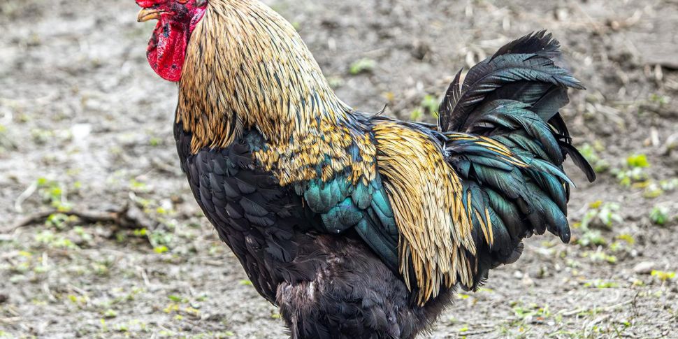 Cockfighting is on the rise in...