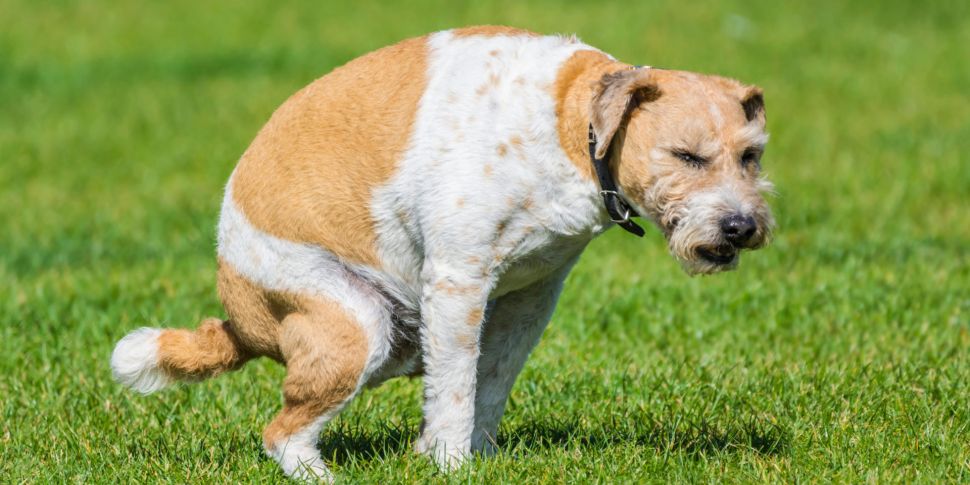 Just 46 fines issued for dog f...