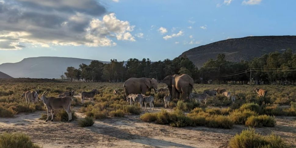 Aquila Game Reserve: Elephants...