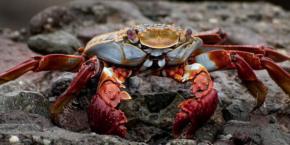 You Are What You Eat: Crab