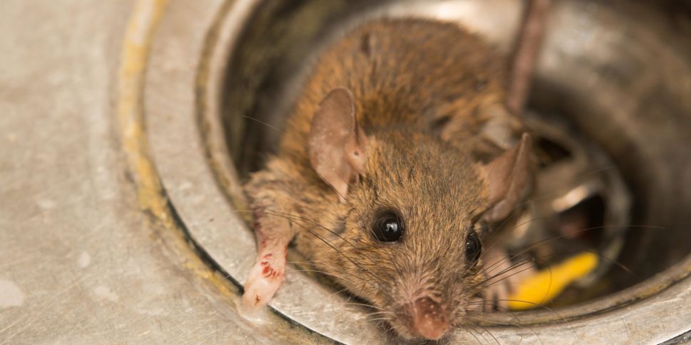 Rats and rotten food: State ac...