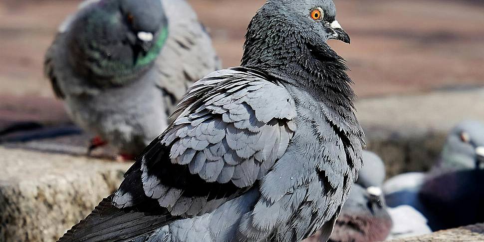 Should we have a pigeon cull?