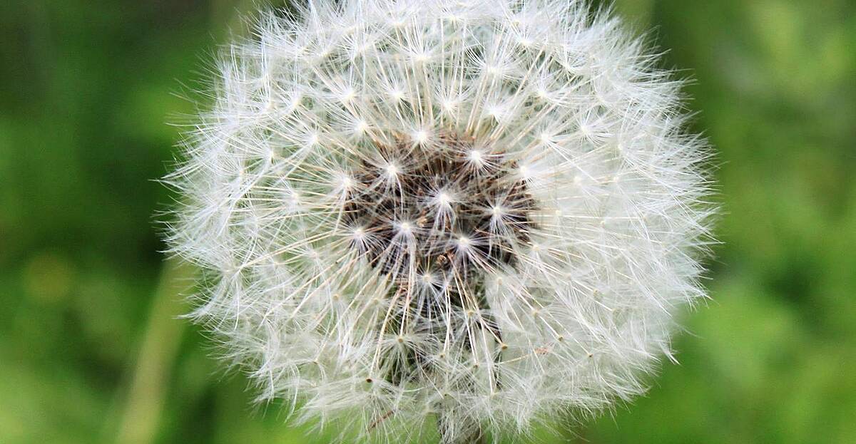 What should you do if you have Hay fever? | Newstalk