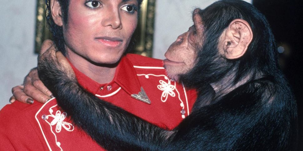 What’s Michael Jackson’s chimp...