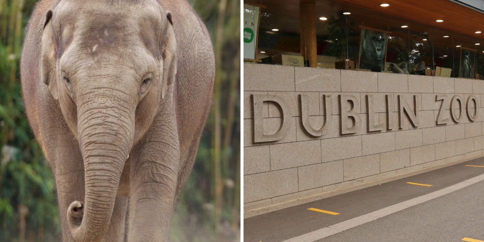 'Heartbroken' Dublin Zoo annou...