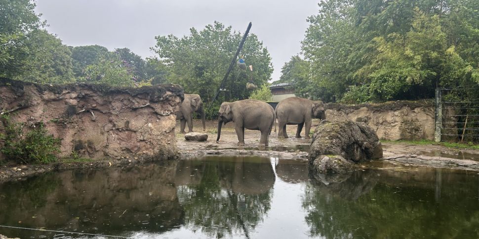 Dublin Zoo: Third elephant con...