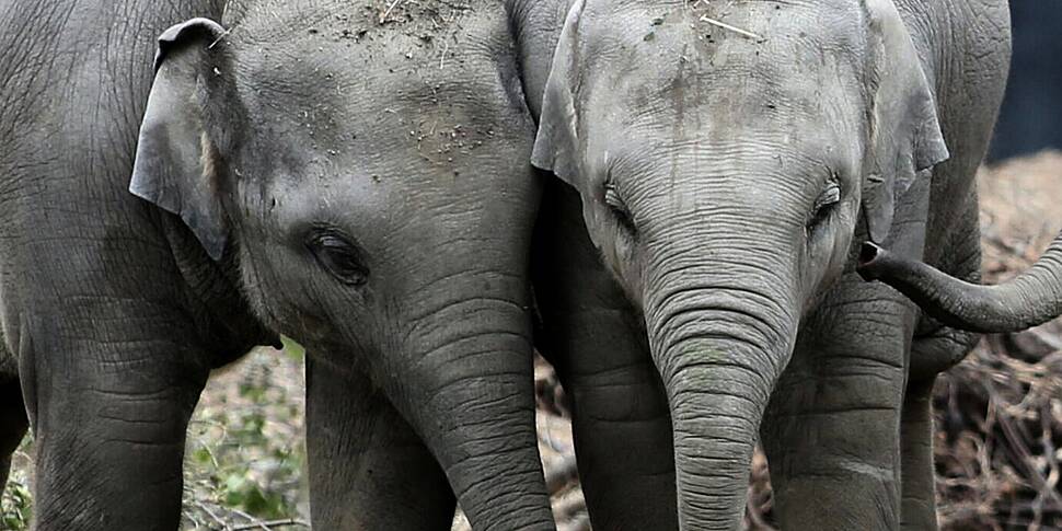 Another Dublin Zoo elephant ge...