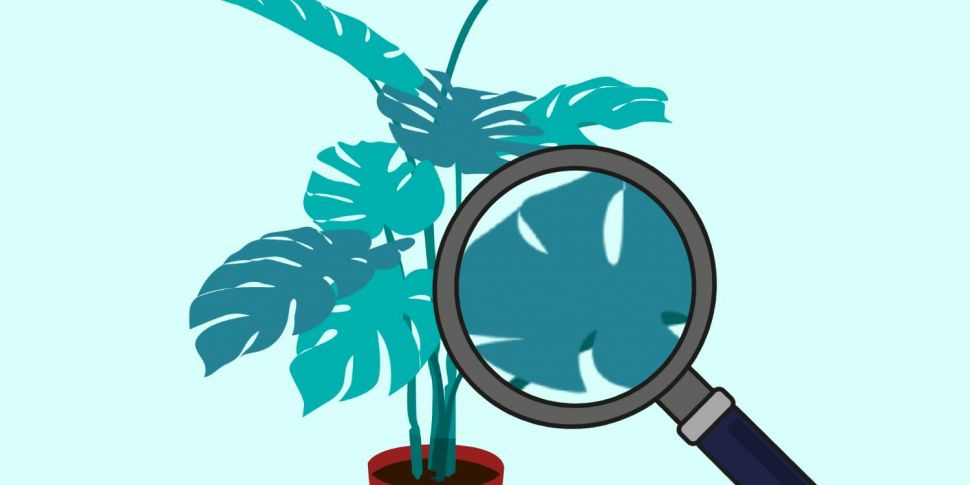 The plant detective - what is...