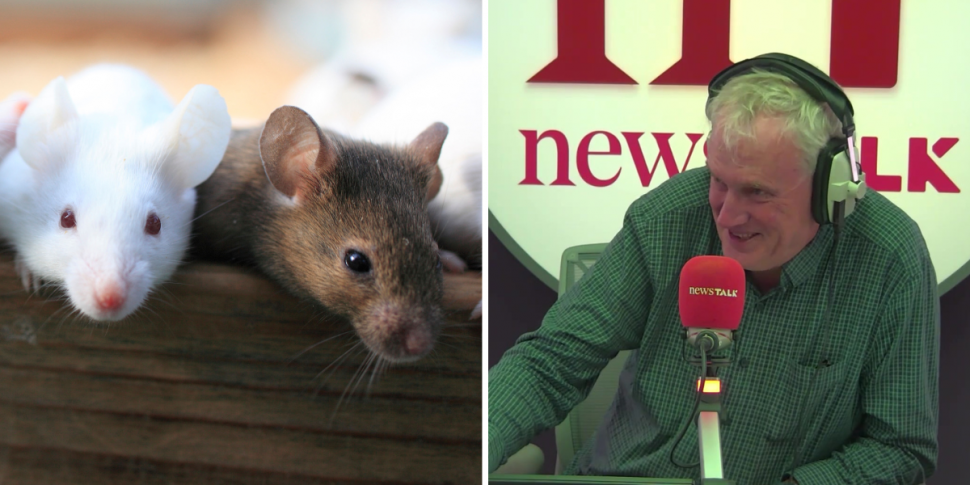 Luke O’Neill: How rats could p...