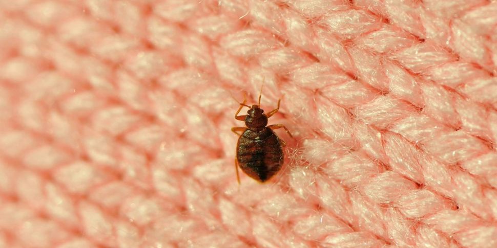 How to combat bedbugs when  ab...