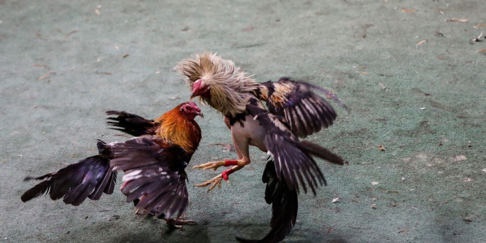 Suspected cock fighting event...