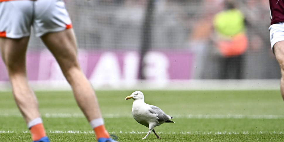 Seagull stuck on pitch at All-...