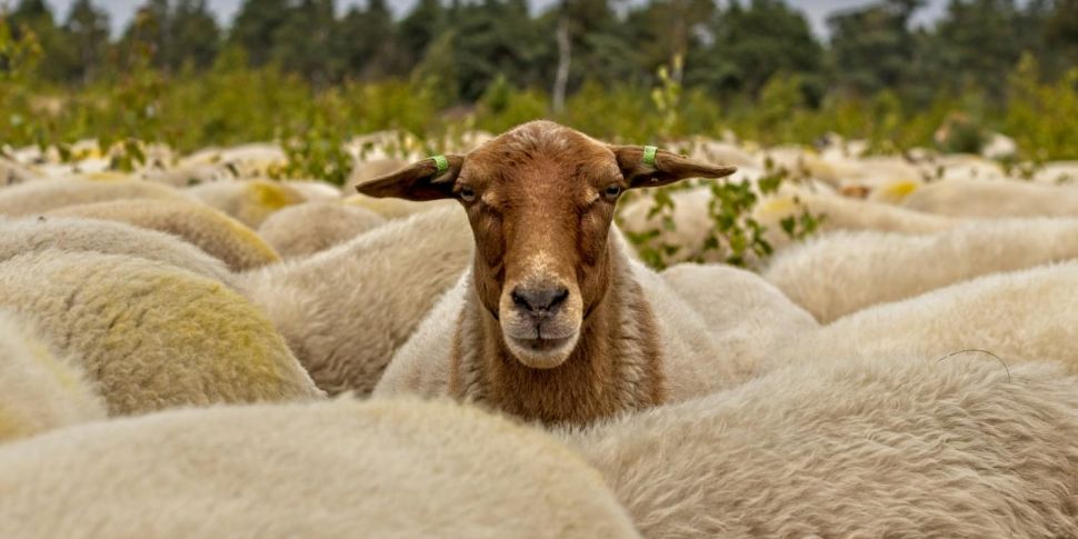 Scottish woman breaks sheep sh...