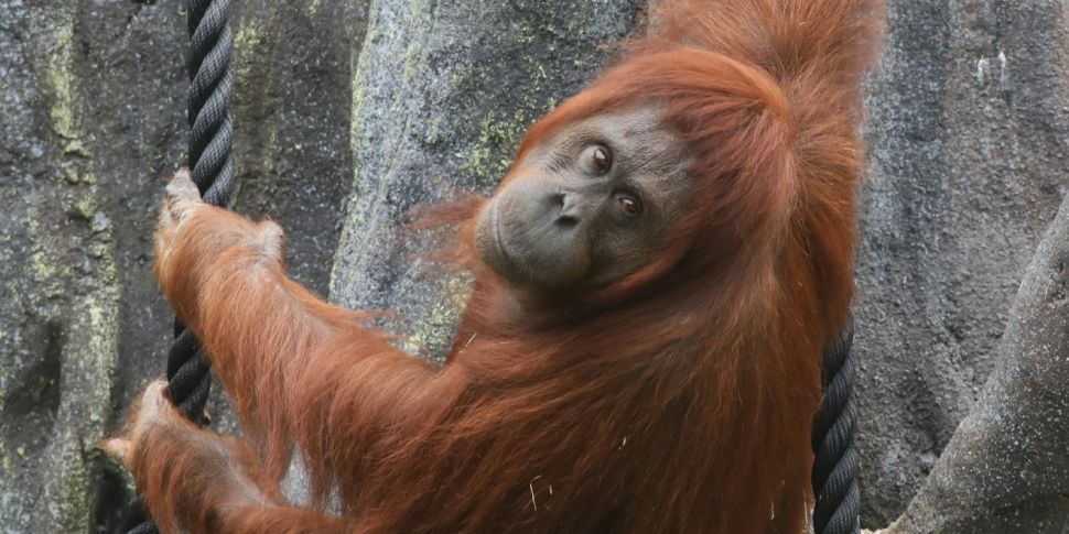 Mothers teach Dublin Zoo orang...