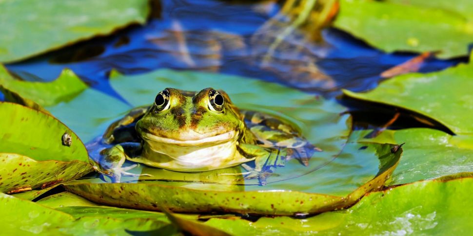 How building a pond can increa...