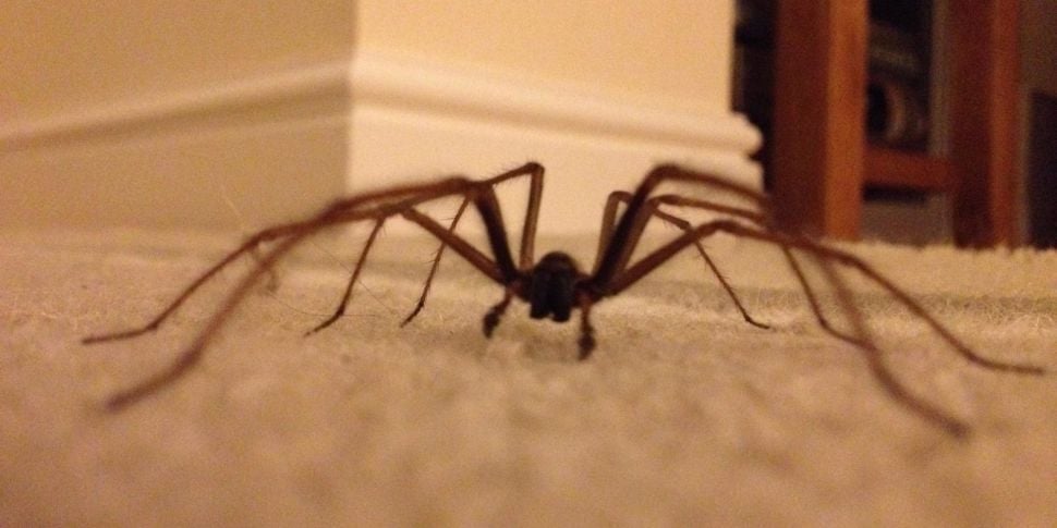 Spider season: Here’s how to d...