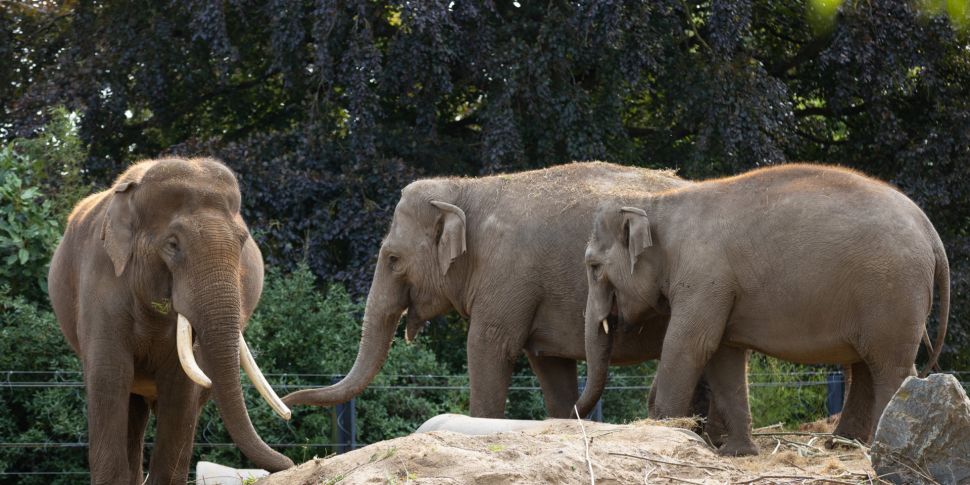 Dublin Zoo elephants given ‘cl...