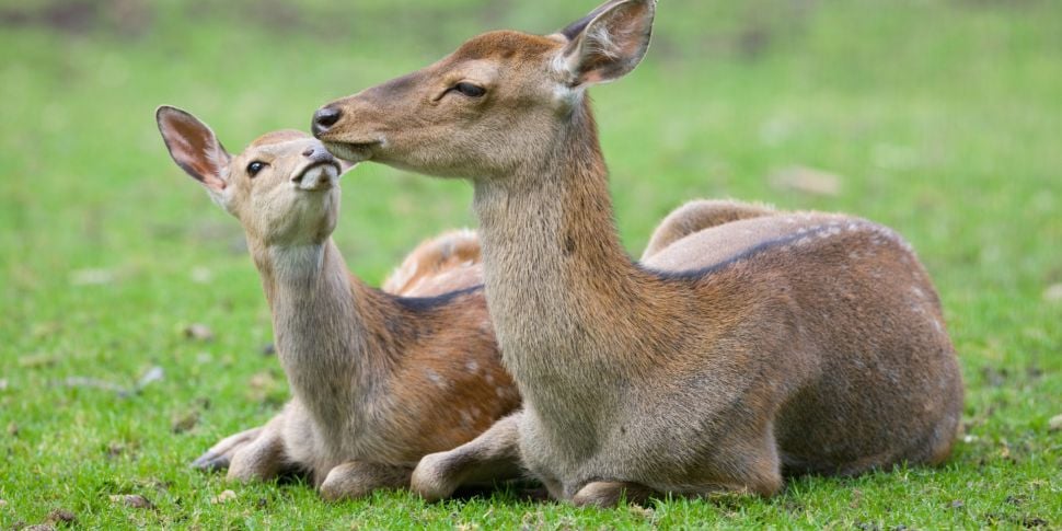 Sika deer ‘dominance’ in Wickl...