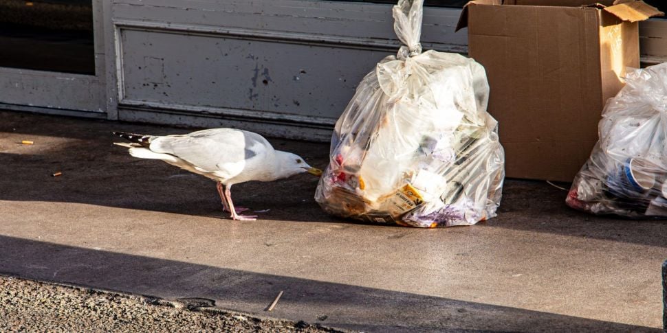 Ban on plastic bags for Dublin...