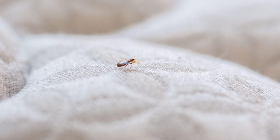 Rise in bedbugs across Ireland...