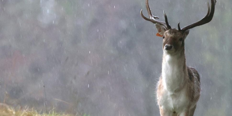 How deer culling in Ireland wo...