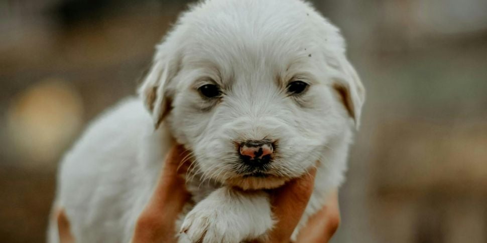 Paula Feaheny, Dog Behaviour E...