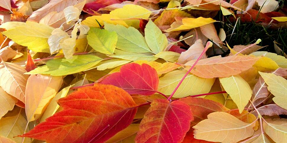 Why our autumn colour is expec...