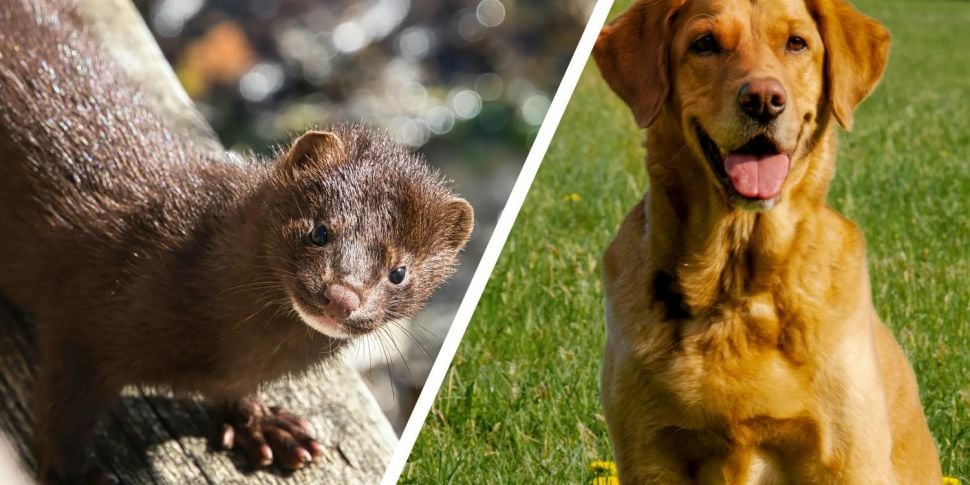 Meet Ireland’s only mink-detec...