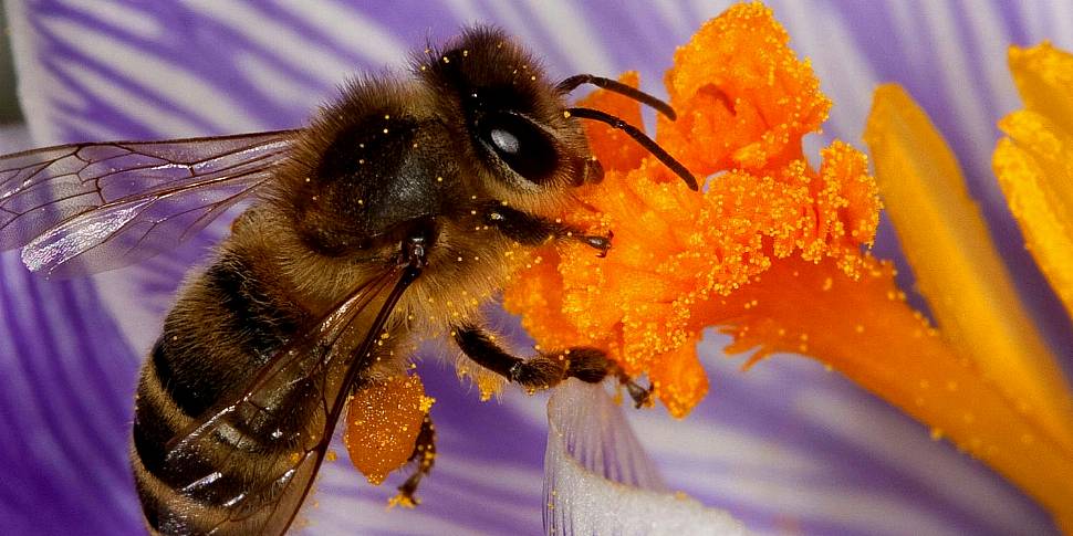 The native Irish honey bee is...