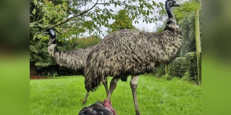 Emu is raised by chicken named...