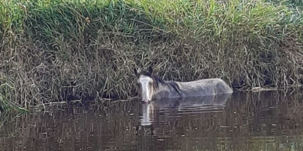 ‘Exhausted’ horse rescued from...