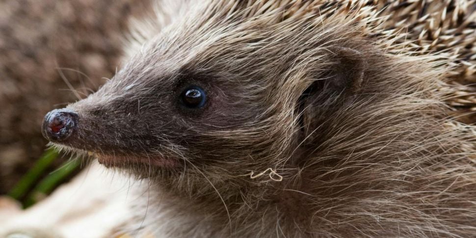 How can we help Hedgehogs get...